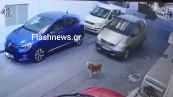 Ηράκλειο: Συνελήφθη η οδηγός που πάτησε σκυλάκι εν ψυχρώ - Οδηγείται στο αυτόφωρο