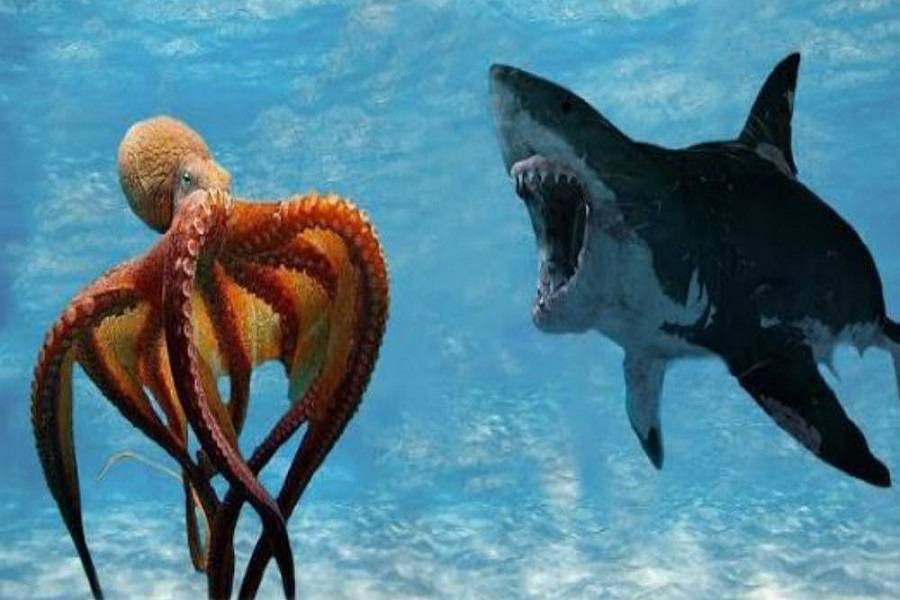 Επική μάχη: Καρχαρίας μάχεται με χταπόδι - Ποιος θα φάει τον άλλο