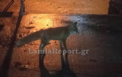 Φθιώτιδα: Σκότωσαν την αλεπού που είχε γίνει η μασκότ των ορεινών χωριών