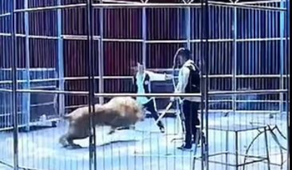 Πανικός σε τσίρκο στην Κίνα: Η στιγμή που δύο λιοντάρια δραπετεύουν από κλουβί