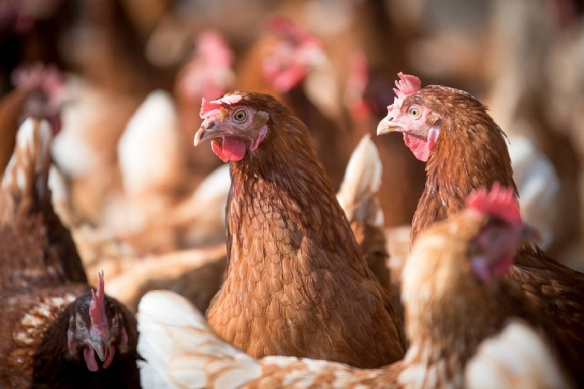 Αβγά με… φασκόμηλο: Πτηνοτροφική μονάδα στις Σέρρες λανσάρει καινοτομία
