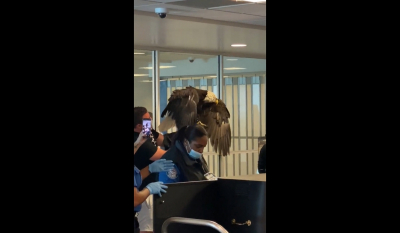 ΗΠΑ: Αετός περνά από τον έλεγχο του αεροδρομίου και γίνεται viral (Βίντεο)
