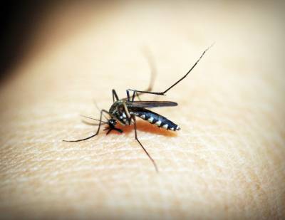 Κουνούπια: Το κόλπο πριν βγείτε έξω για να μην σας τσιμπάνε