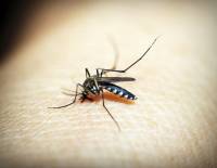 Κουνούπια: Το κόλπο πριν βγείτε έξω για να μην σας τσιμπάνε