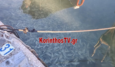 Κόρινθος: Γέμισε νεκρά ψάρια το λιμάνι (Βίντεο)
