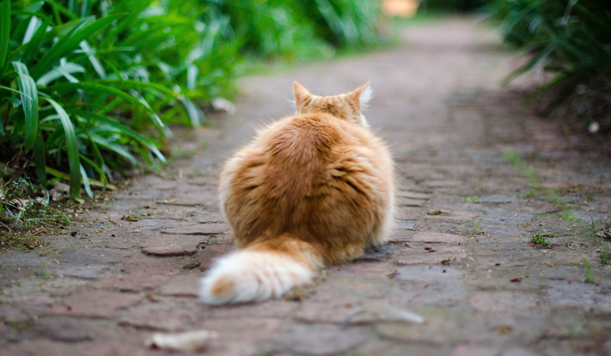 Κτηνωδία στις Σέρρες: Ασυνείδητος σκοτώνει γάτες με καραμπίνα
