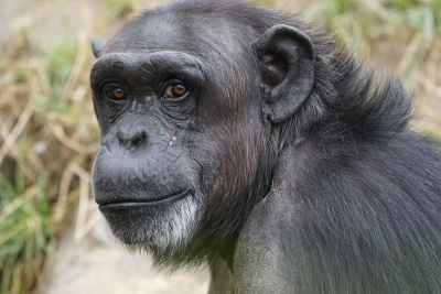 Την Περιφέρεια «δείχνει» το πόρισμα υπ. Περιβάλλοντος για τη θανάτωση του χιμπατζή στο Αττικό Πάρκο