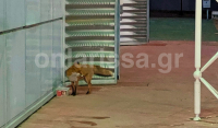 Λάρισα: Αλεπού βγήκε για «ψώνια» σε σούπερ μάρκετ