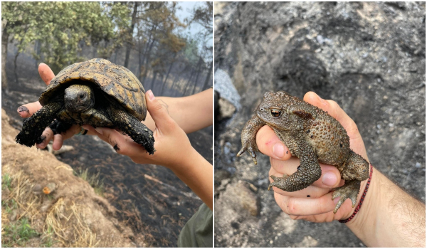 Φωτιά στο Δάσος της Δαδιάς: Αμέτρητα νεκρά και πυρόπληκτα ζώα - «Μπορεί να χαθούν προστατευόμενα είδη»