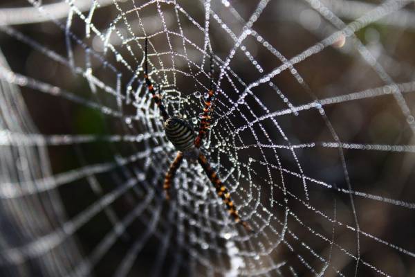 Αυστραλία: Γυναίκα ανακάλυψε τεράστια αράχνη μέσα σε ένα εσώρουχο καθώς έκανε τα ψώνια της