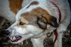 Κόρινθος: Αδέσποτο σκυλί δάγκωσε 8χρονο στο πρόσωπο