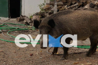 Επιδρομή αγριογούρουνων στη Βόρεια Εύβοια: Ρήμαξαν μπρόκολα και κουνουπίδια