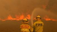 Αυστραλία: «Ολοκαύτωμα» για την πανίδα οι πυρκαγιές