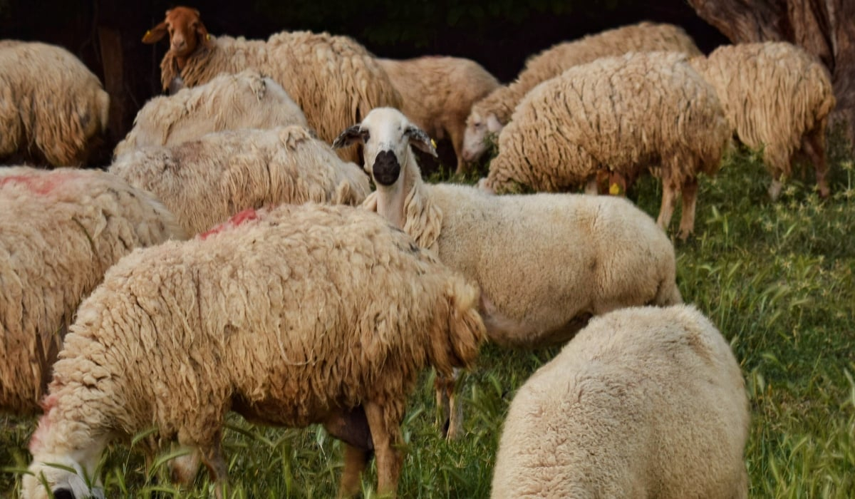 Φθιώτιδα: Βρέθηκε κρούσμα ευλογιάς σε πρόβατα στη Μαλεσίνα