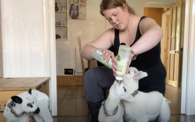 Ηνωμένο Βασίλειο: Μητέρα μεγαλώνει τρία αρνιά στο σπίτι της - Αντιδρούν οι ειδικοί (Βίντεο)