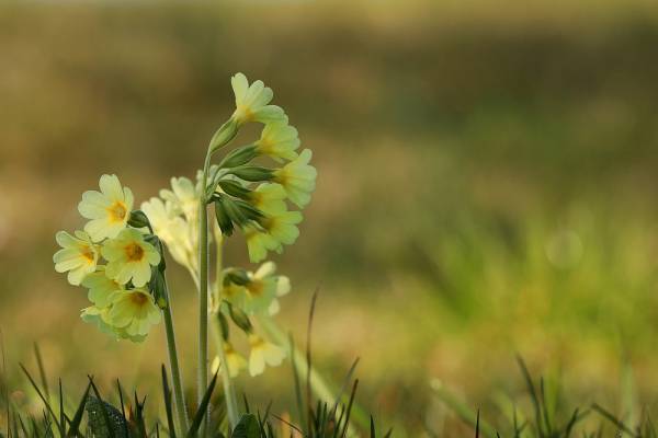 «Λουλούδι του Δαρβίνου»: Συλλήψεις για το πανάκριβο φυτό που πωλείται 50.000 ευρώ το κιλό