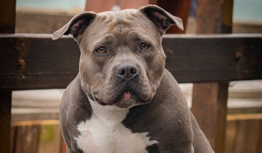 Γιατί η Βρετανία απαγορεύει τα σκυλιά ράτσας american bully XL