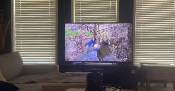 Γάτα ορμάει σε πουλιά που βλέπει στη τηλεόραση και «τρώει» τα μούτρα της
