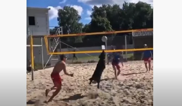 Απίστευτο βίντεο: Σκύλος παίζει beach volley και γίνεται viral