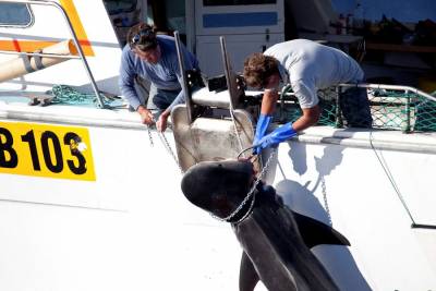 Φρίκη: Ανθρώπινο χέρι βρέθηκε στο στομάχι καρχαρία - Αναγνωρίστηκε από τη βέρα