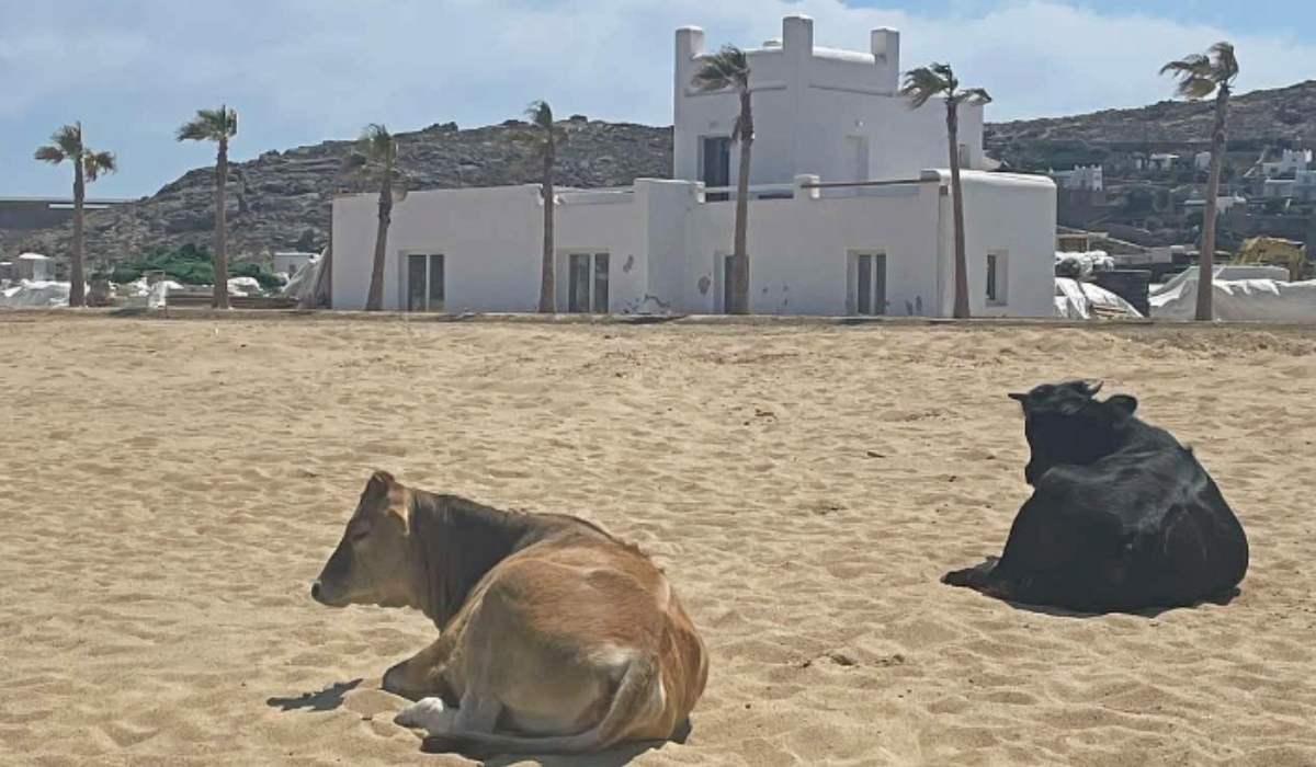 Μύκονος: Αγελάδες κάνουν βόλτα στην παραλία μετά τις κατεδαφίσεις
