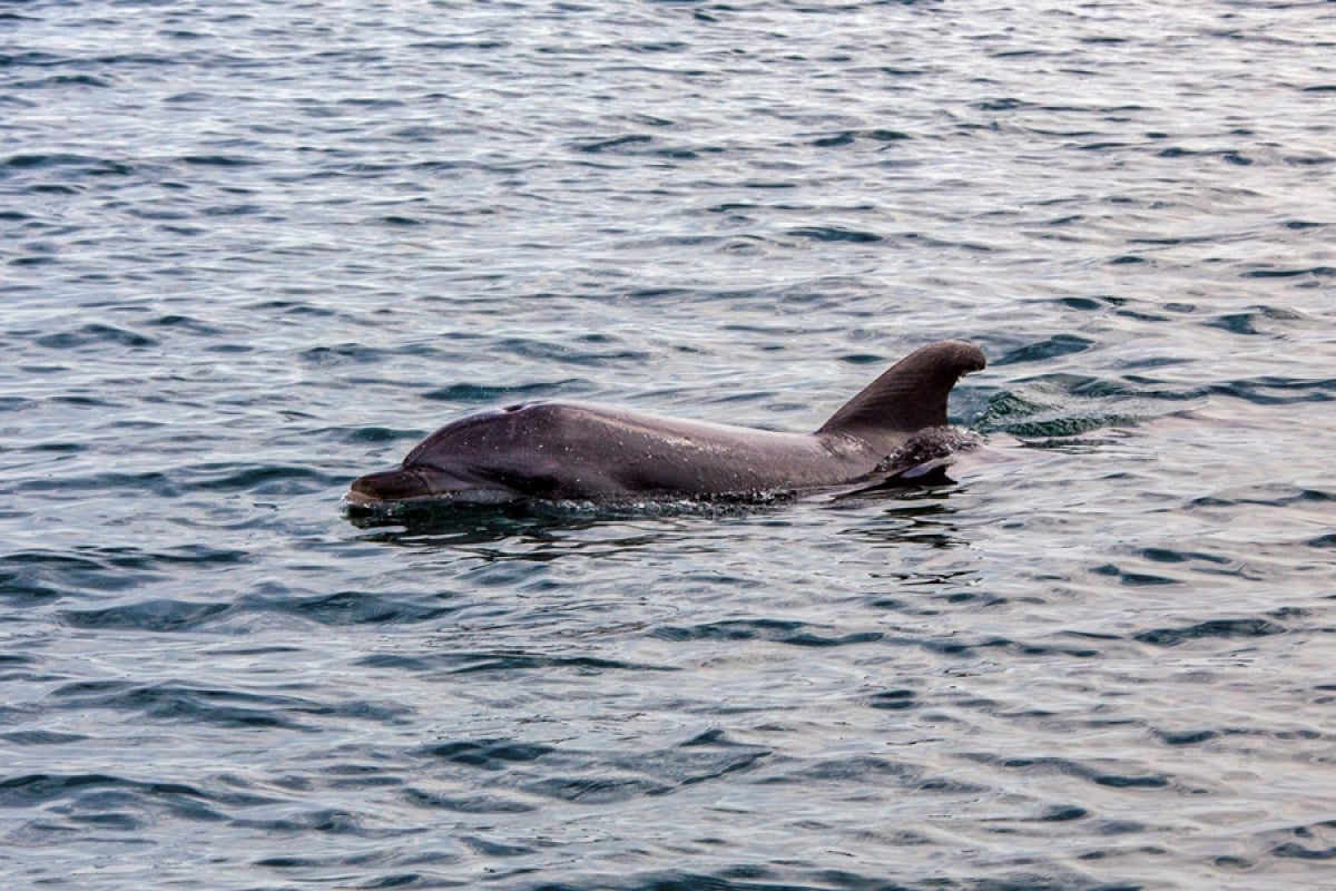 Ιαπωνία: Επίθεση δελφινιού σε κολυμβητές - Άρχισε να τους δαγκώνει (Βίντεο)