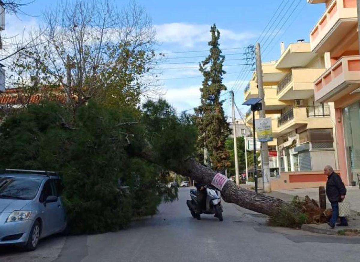 Κακοκαιρία: Ξεριζώθηκαν δέντρα στην Αττική από τους ανέμους – Νέο έκτακτο δελτίο της ΕΜΥ