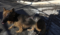H άλλη όψη της φωτιάς στην Πεντέλη: Θλίψη για τον σκύλο που τριγυρνά με καμένο πρόσωπο