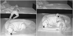 Μπεμπάκος «δραπετεύει» από το κρεβάτι του για να κοιμηθεί με τον σκύλο