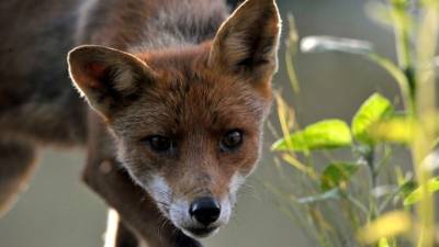 Νεκρές τρεις αλεπούδες στη Χαλκιδική - Υποψίες για δηλητηρίαση