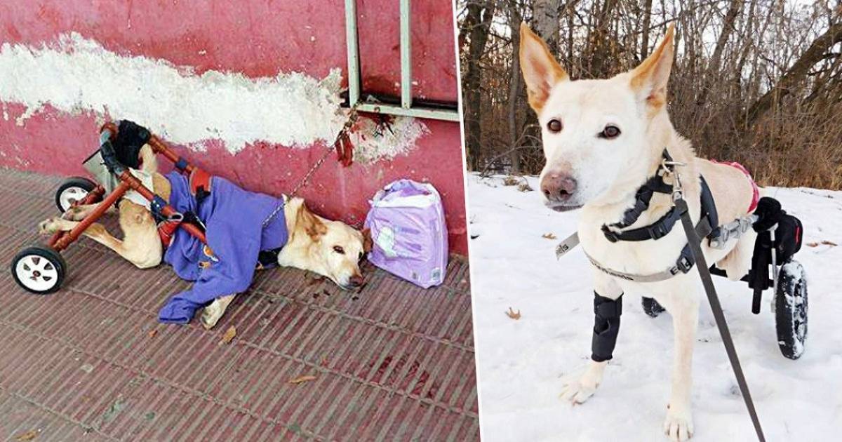 Lunita: Η ανάπηρη σκυλίτσα που άλλαξε τη ζωή μιας οικογένειας