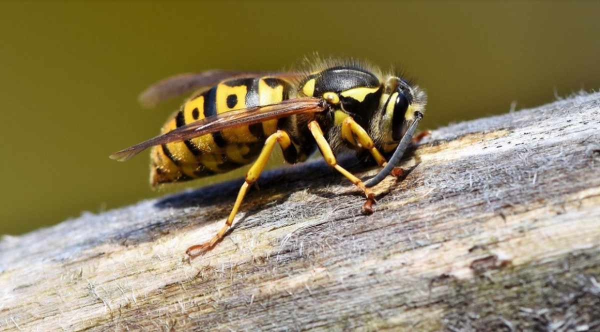 Μάχη για επιβίωση: Σμήνος μελισσών εξοντώνει σφήκα που σκότωσε μέλος της κυψέλης