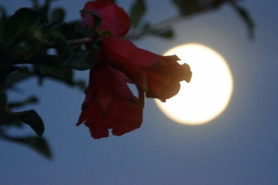 Πανσέληνος Ιουλίου: Την Κυριακή το φεγγάρι του Κόκκινου Ελαφιού