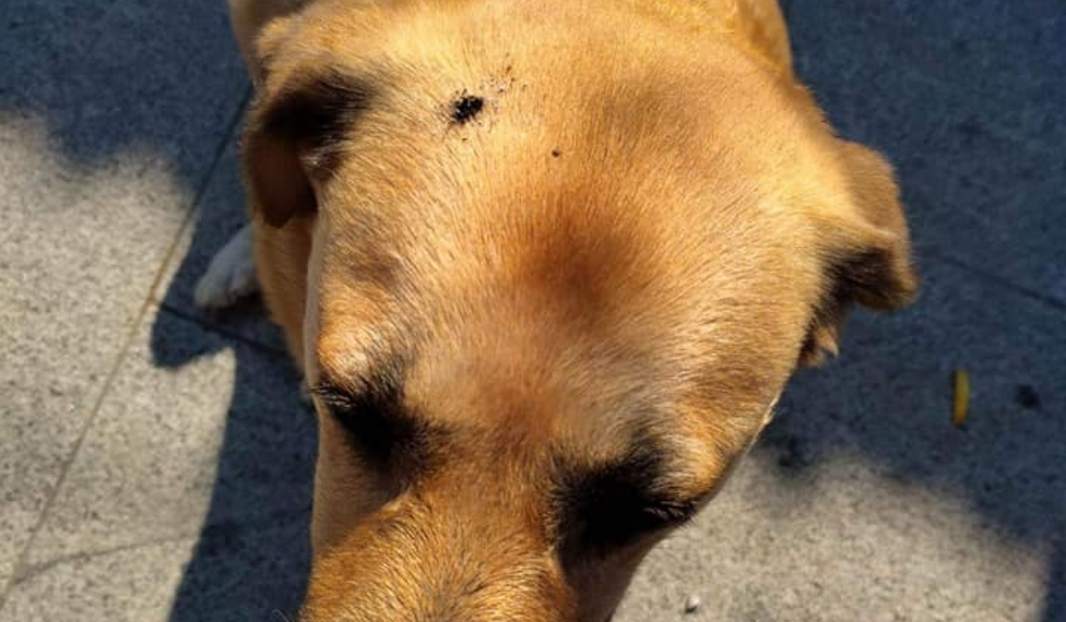 Εικόνες ντροπής στις Σέρρες: Έσβησε τσιγάρο στο κεφάλι σκύλου
