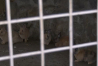 Θεσσαλονίκη: Ζούσαν σε διαμέρισμα 50 τ.μ. με 27 κουνέλια - Τα κυνηγούσαν 5 άτομα