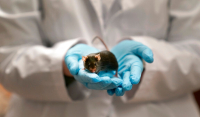 Μπορεί η γήρανση να αντιστραφεί; Το «αντίγραφο ασφαλείας» και η πρωτοποριακή μελέτη σε ποντίκια