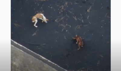 Λα Πάλμα: Τα drone στη μάχη διάσωσης εγκλωβισμένων σκύλων κοντά στο ηφαίστειο (video)