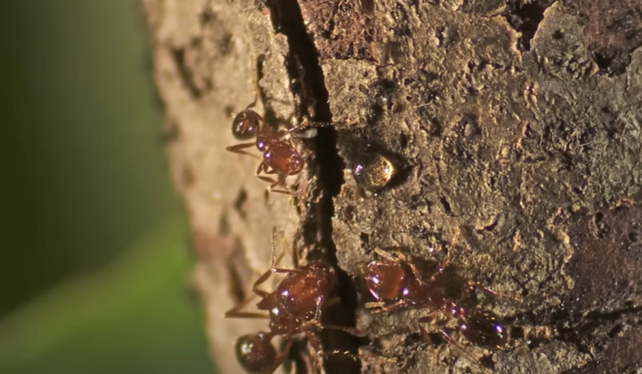 Italia: allarme sulle colonie di formiche rosse