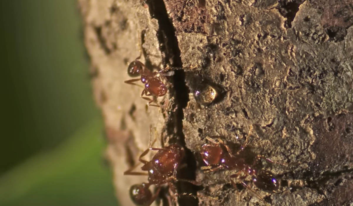 Ιταλία: Συναγερμός για αποικίες κόκκινων μυρμηγκιών - Φόβοι για εξάπλωση στην Ευρώπη