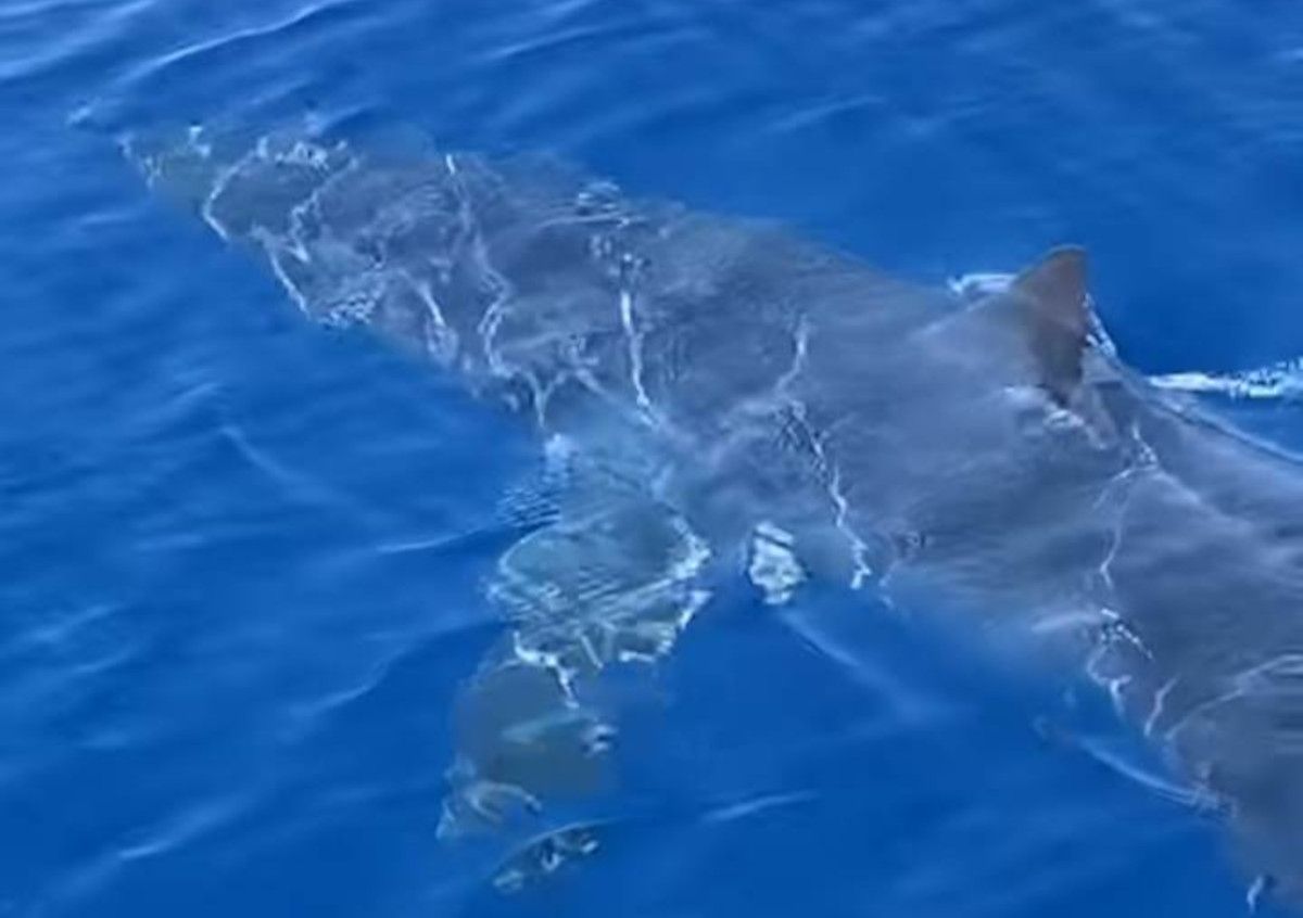 «Επίσκεψη» καρχαρία στη Ζάκυνθο: Κολυμπά κοντά στο λιμάνι (Βίντεο)