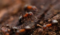 Απίστευτο περιστατικό: Το σεξ μεταξύ μυρμηγκιών έριξε το ίντερνετ σε ολόκληρο χωριό