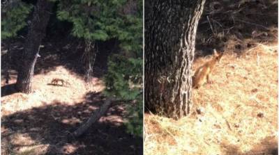 Πεινασμένη αλεπού έφτασε στη Βουλιαγμένη, ψάχνοντας για τροφή (video)
