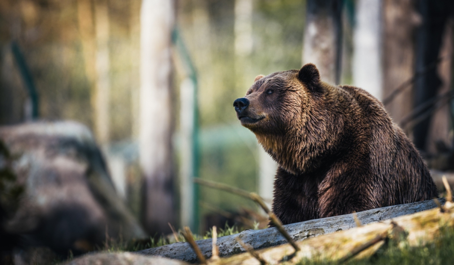 Seconda eutanasia dell’orso dopo l’aggressione al deambulatore