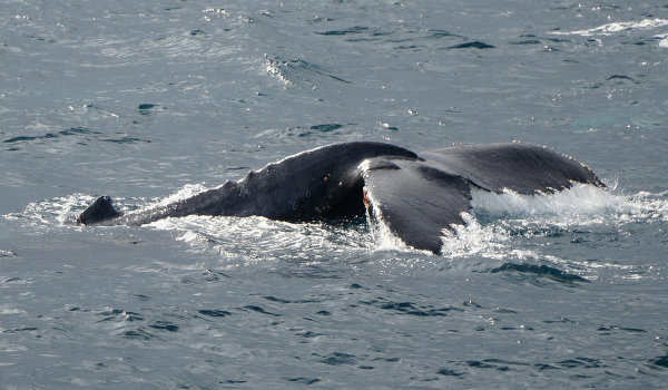 Εντυπωσιακό βίντεο: Φάλαινα φυσητήρας εμφανίστηκε στην Κύπρο