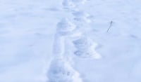 Γρεβενά: Αρκούδα έκανε «βόλτα» στο χιονοδρομικό Κέντρο Βασιλίτσας