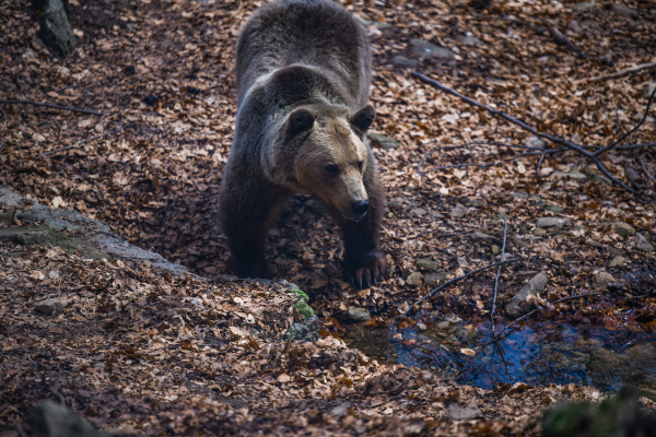 Θεσσαλονίκη: Αρκούδα έκανε βόλτες στον Χορτιάτη (Εικόνα)