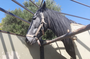 Κρήτη: Πρόστιμο 30.000 ευρώ για κακοποίηση αλόγου - Βρέθηκε υποσιτισμένο
