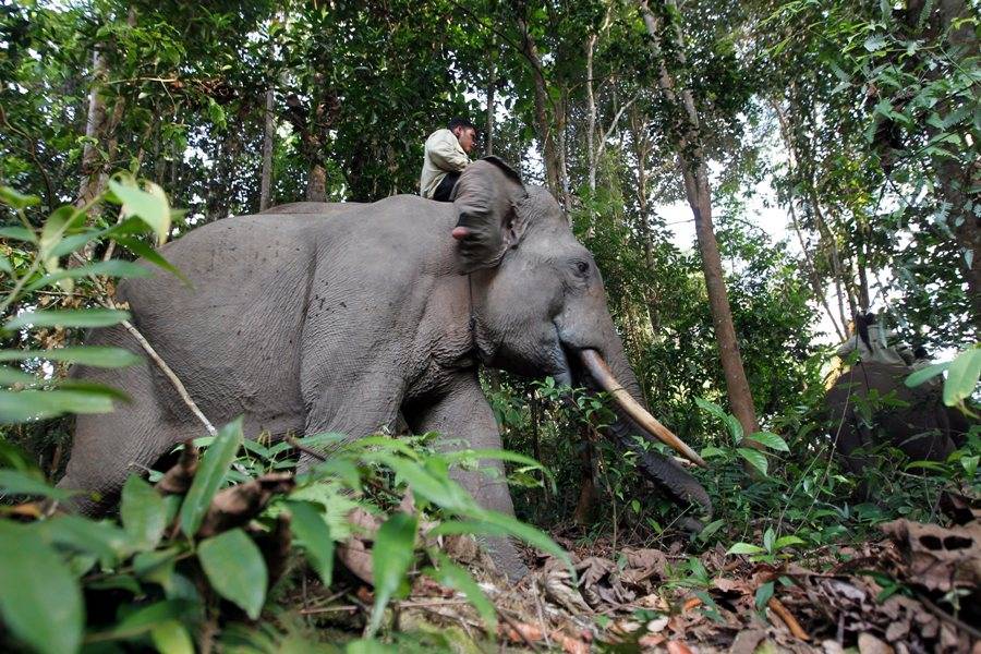 Ελέφαντας της Σουμάτρας βρέθηκε αποκεφαλισμένος με ξεριζωμένους τους χαυλιόδοντες