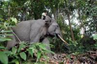 Ελέφαντας της Σουμάτρας βρέθηκε αποκεφαλισμένος με ξεριζωμένους τους χαυλιόδοντες