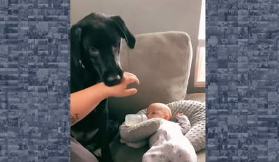 Υπερπροστατευτικός σκύλος δεν αφήνει κανέναν να πλησιάσει το μωρό της οικογένειας